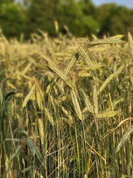Ripened Wheat in Front of Forest Background Stock Photos