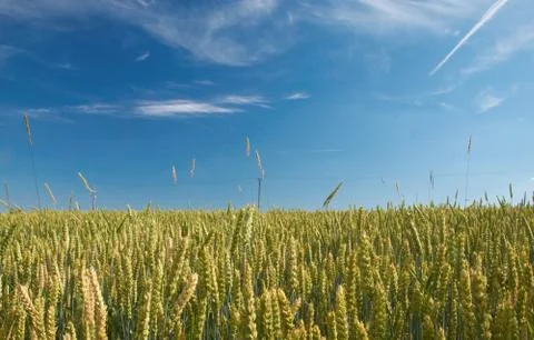 Ripened wheat Stock Photos