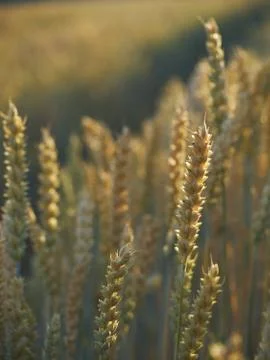 Ripened wheat  in the sunset Stock Photos