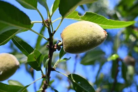 Ripening almond fruit on a tree Stock-Fotos
