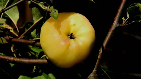 Ripening apple Stock Footage 215929913