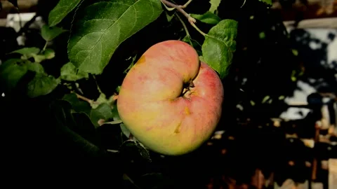 Ripening apple Stock Footage 216168441