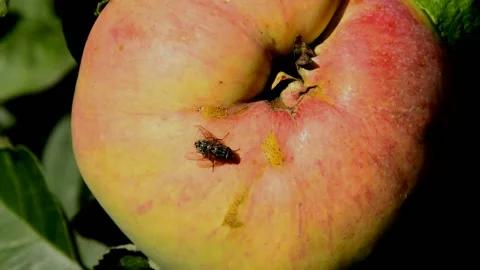 Ripening apple Stock Footage 216169439