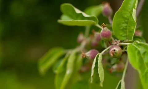 Ripening apple fruit. Photos