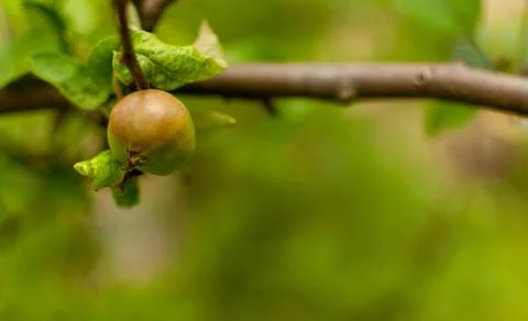 Ripening apple fruit. Fotos Stock