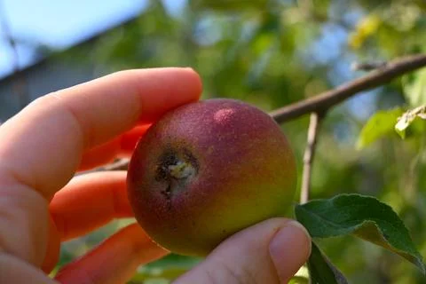 Ripening apple on a tree branch Stock Photos