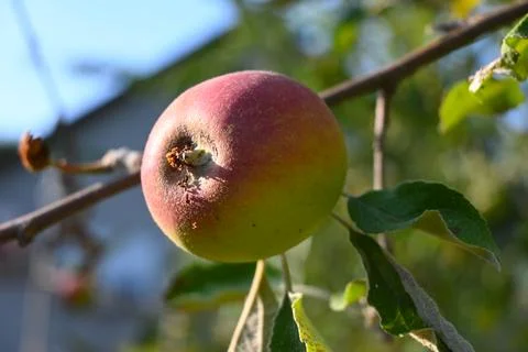 Ripening apple on a tree branch Stock Photos