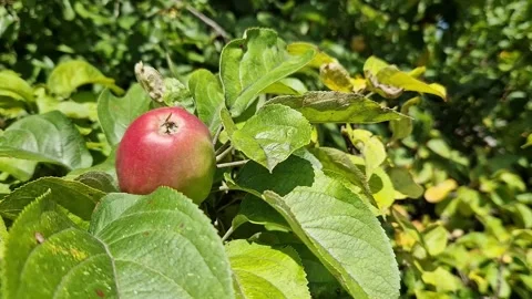 Ripening apple on a tree branch in a summer garden Видео 340840238
