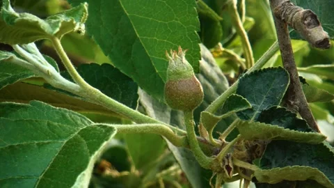 Ripening apple on the tree Stock Footage 130668737