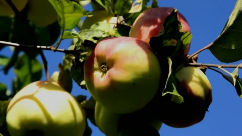 Ripening apples Stock Footage 215883430