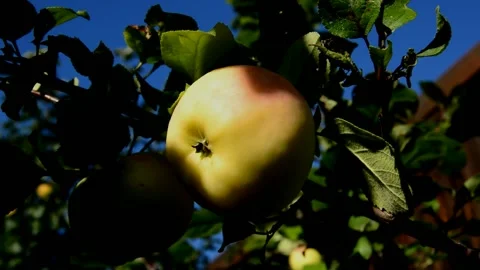 Ripening apples Stock Footage 216105863