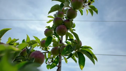 Ripening apples growing on a tree branch in a sunny orchard. Fresh fruit Stock Footage 340448073