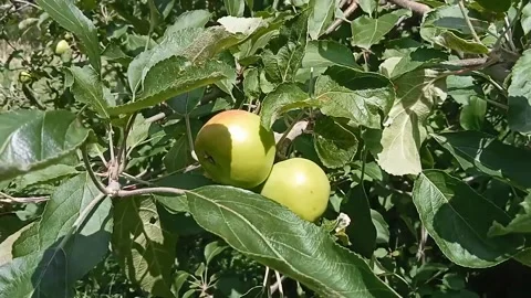 Ripening apples on tree branches. Stock Footage 312684689