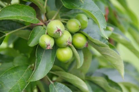 Ripening apples on tree Stock-Fotos