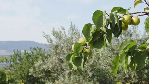 Ripening Apricot Tree Stock Footage 196263142