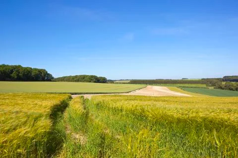Ripening barley fields Stock Photos