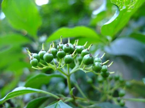 Ripening berries. Stock Photos