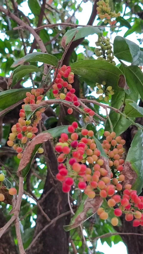 Ripening Bignay Fruit Clusters on Tree Vídeos de archivo 343988533