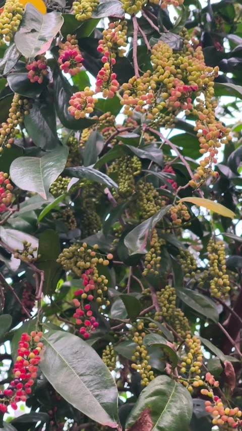 Ripening Bignay Fruit Clusters on Tree 스톡 동영상 343988674