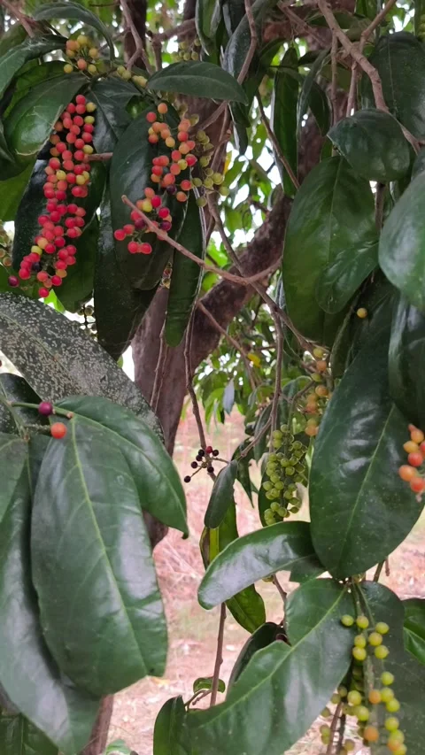 Ripening Bignay Fruit Clusters on Tree 스톡 동영상 343988718