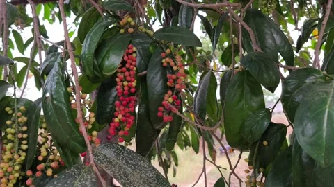Ripening Bignay Fruit Clusters on Tree Vidéo 343988788