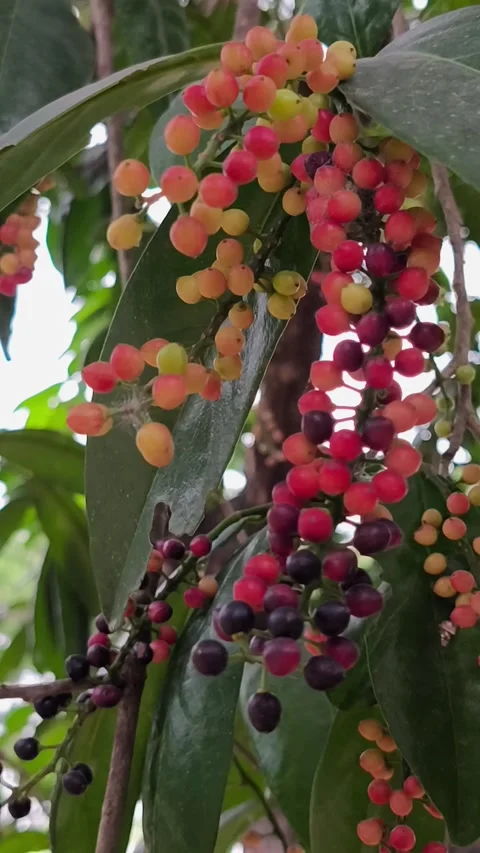Ripening Bignay Fruit Clusters on Tree 스톡 동영상 343988800