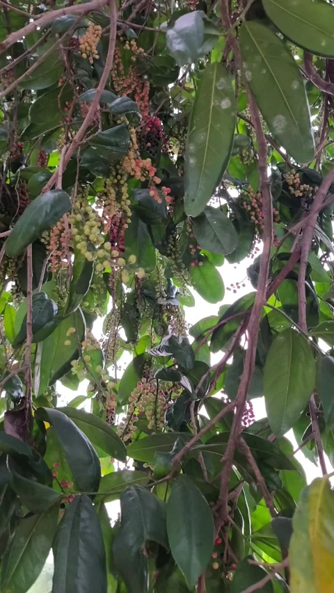 Ripening Bignay Fruit Clusters on Tree 스톡 동영상 343988935
