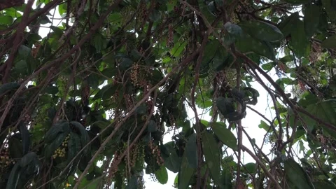 Ripening Bignay Fruit Clusters on Tree 스톡 동영상 343988942