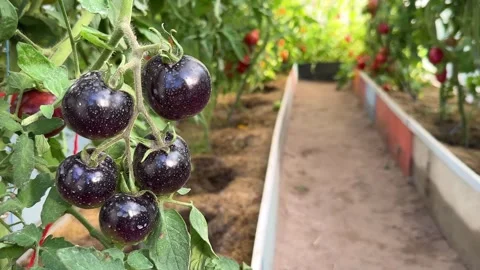 Ripening black tomatoes. Stock-Footage 248600056