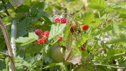 Ripening Blackberries growing 库存影片 79657183