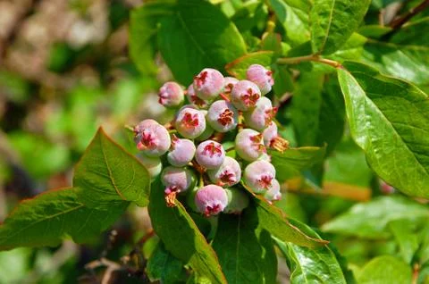 Ripening blueberries Stock Photos