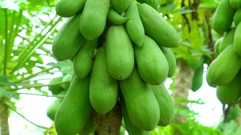 Ripening bunch of papaya growing tree at cultivated plantation Stock-Footage 75779906