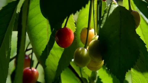 Ripening cherries Stock Footage 133389122