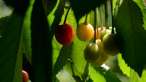 Ripening cherries Stock Footage 133389210
