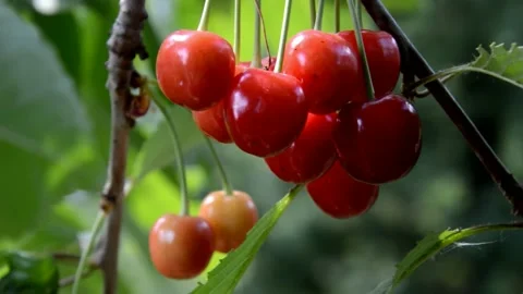 Ripening cherries Stock Footage 133852784