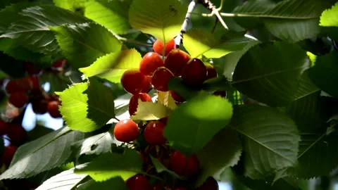 Ripening cherries Stock Footage 133854570