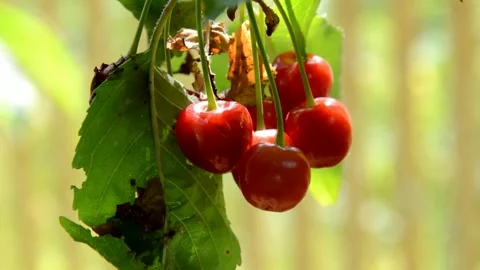 Ripening cherries Stock Footage 133855257