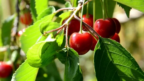 Ripening cherries Stock Footage 133855988