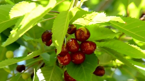Ripening cherries Stock Footage 133967196