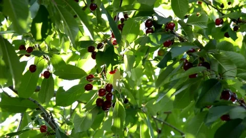 Ripening cherries Stock Footage 133970183