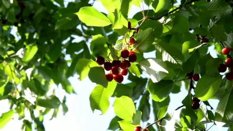 Ripening cherries Stock Footage 133973456
