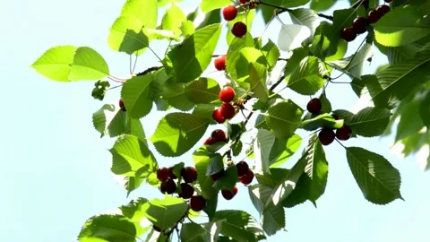 Ripening cherries Stock Footage 133975260