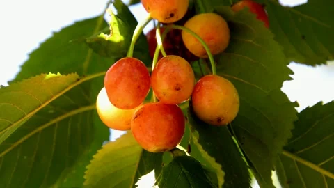 Ripening cherries Stock Footage 211068304