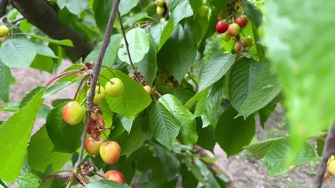 Ripening of cherries Stock Footage 243515070
