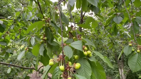 Ripening of cherries Stock Footage 243515100