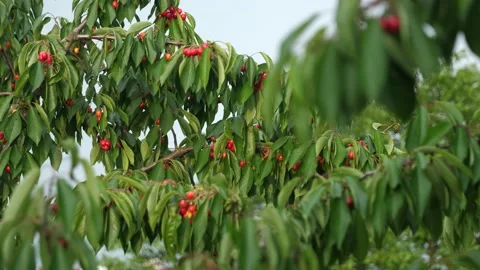 Ripening cherries on tree branches. Vídeos de archivo 132932876