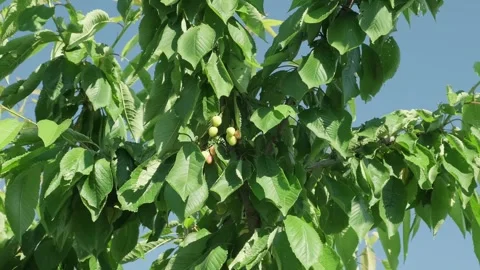 Ripening cherry berries on branches among leaves Stock Footage 336382421