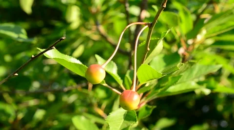 Ripening cherry berries on cherry tree branch on a sunny day Stock Footage 55304650