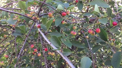 Ripening cherry Stock Footage 64631283