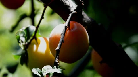 Ripening cherry-plum Stock Footage 255772458